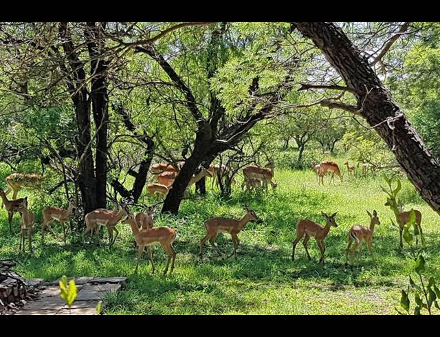 LAND FOR SALE IN VAALKOP DAM